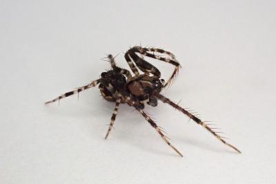 <i>Ero cambridgei</i>