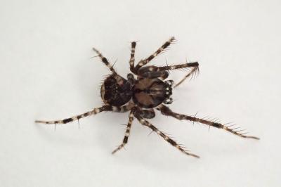 <i>Ero cambridgei</i>