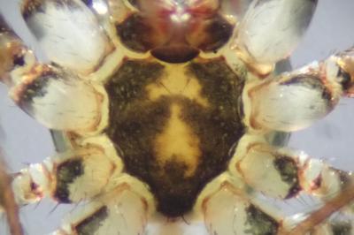 <i>Ero cambridgei</i>
