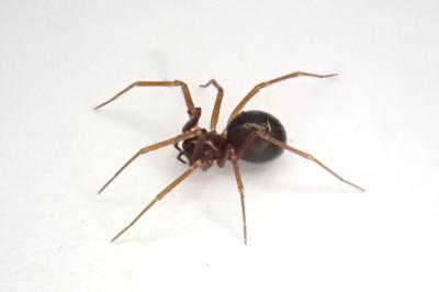 <i>Diplostyla concolor</i>