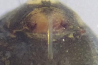 <i>Diplostyla concolor</i>