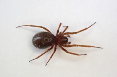 <i>Macrargus rufus</i>