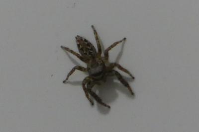 <i>Marpissa muscosa</i>