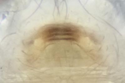 <i>Spermophora senoculata</i>