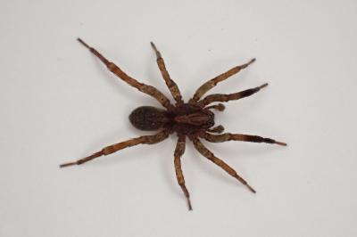 <i>Trochosa terricola</i>
