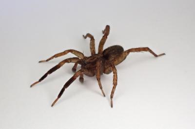 <i>Trochosa terricola</i>