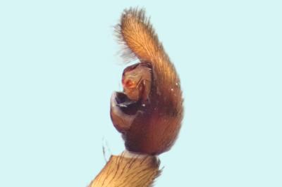 <i>Trochosa terricola</i>