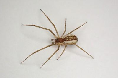 <i>Neriene radiata</i>