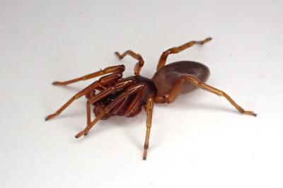 <i>Dysdera erythrina</i>