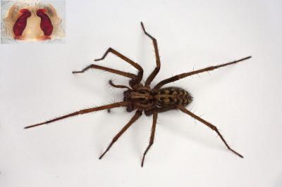 <i>Eratigena saeva</i>