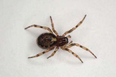 <i>Enoplognatha mandibularis</i>