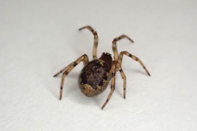 <i>Enoplognatha mandibularis</i>