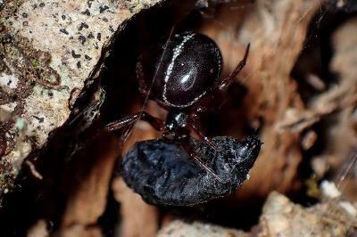 <i>Steatoda bipunctata</i>