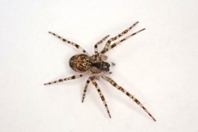 <i>Metellina merianae</i>