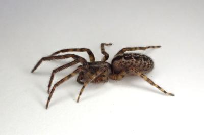 <i>Segestria bavarica</i>