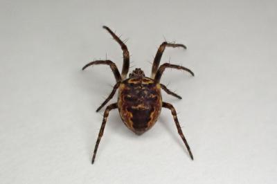 <i>Zilla diodia</i>
