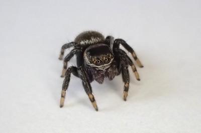 <i>Evarcha arcuata</i>