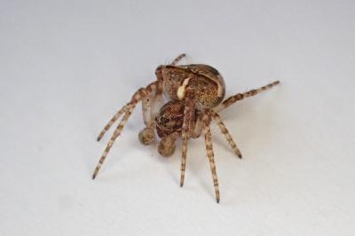 <i>Gibbaranea bituberculata</i>