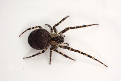 <i>Metellina merianae</i>