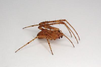<i>Metellina mengei</i>