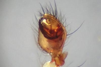 <i>Metellina mengei</i>