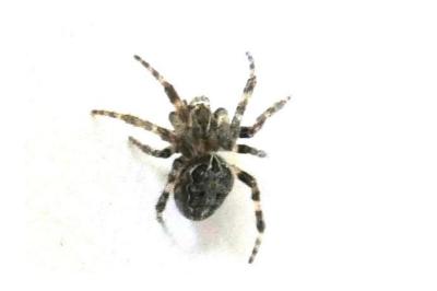 <i>Larinioides sclopetarius</i>