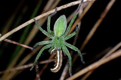 <i>Micrommata ligurina</i>