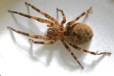 <i>Zoropsis spinimana</i>