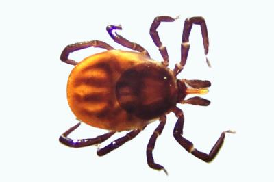 <i>Ixodes ricinus</i>