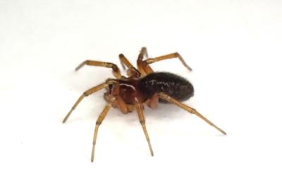 <i>Oedothorax fuscus</i>