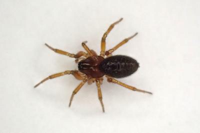 <i>Oedothorax fuscus</i>