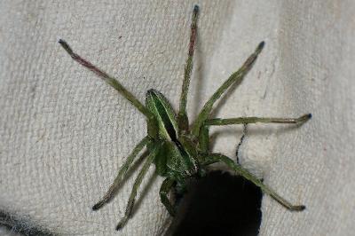 <i>Micrommata ligurina</i>