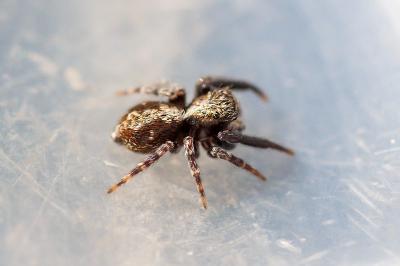 <i>Pseudeuophrys lanigera</i>