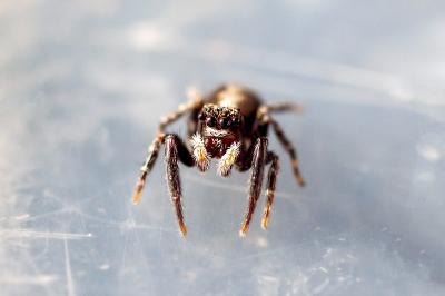 <i>Pseudeuophrys lanigera</i>