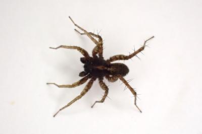 <i>Pardosa hortensis</i>