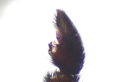 <i>Pardosa hortensis</i>