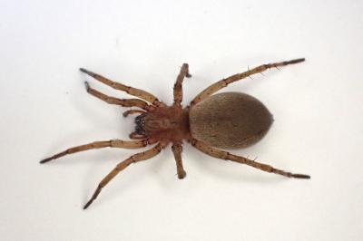 <i>Drassodes lapidosus</i>