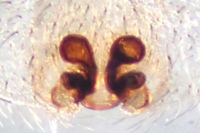 <i>Drassodes lapidosus</i>