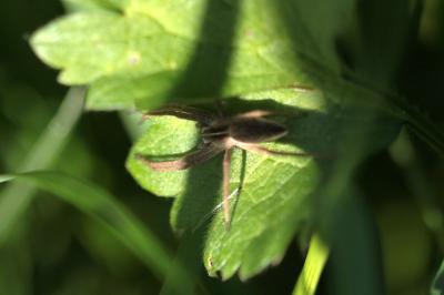 <i>Pisaura mirabilis</i>