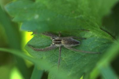 <i>Pisaura mirabilis</i>