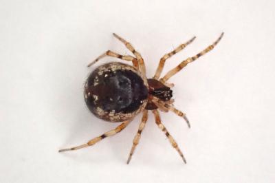 <i>Sardinidion blackwalli</i>