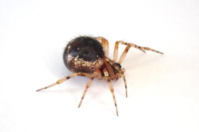 <i>Sardinidion blackwalli</i>