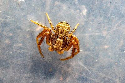 <i>Xysticus</i>