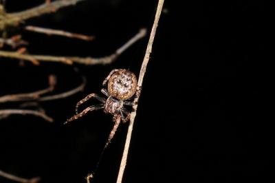 <i>Nuctenea umbratica</i>