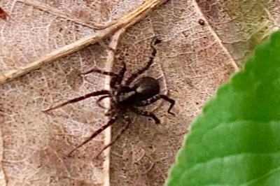 <i>Pardosa</i>