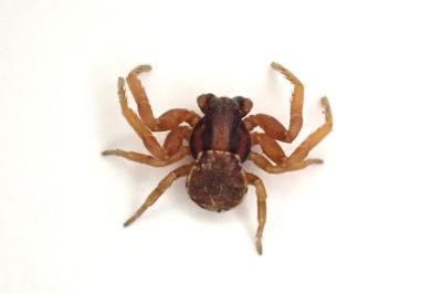 <i>Ozyptila atomaria</i>