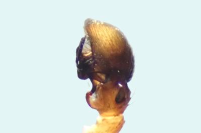 <i>Ozyptila atomaria</i>