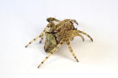 <i>Gibbaranea gibbosa</i>