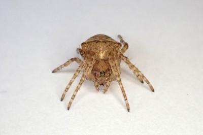 <i>Gibbaranea bituberculata</i>