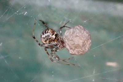 <i>Parasteatoda tepidariorum</i>